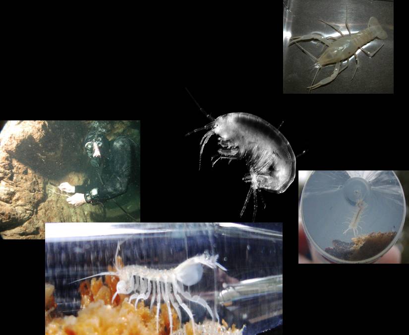 Example of food web in submerged caves whereby bacteria breakdown rock to produce food for themselves; they, in turn, nourish the isopods, amphipods, and crayfish.
